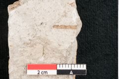 Foto (Detailansicht) von Plantae indet.  (NHMW-GEO-2024-0188-8066)